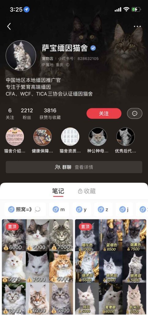 小红书猫咪账号截图,粉丝不到两千
