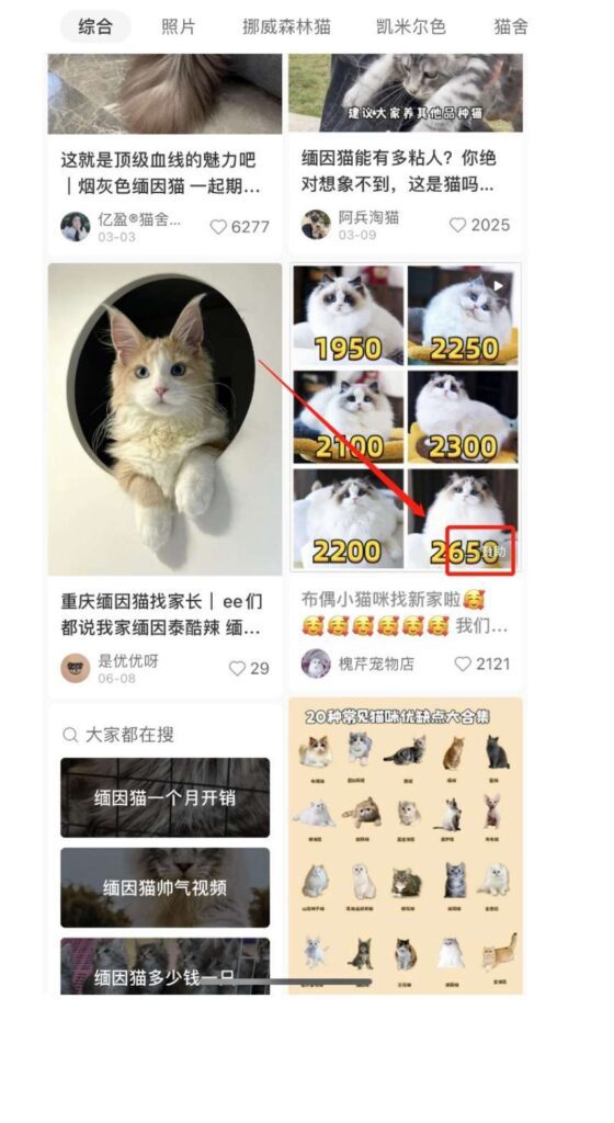 小红书搜索缅因猫的结果,右下角带赞助标识