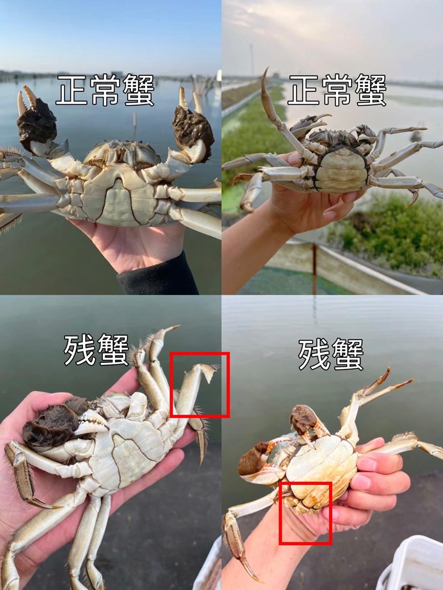 小红书残蟹无货源项目，闲鱼下单拼多多进货，低买高卖赚差价的实操复盘 - 缩略图