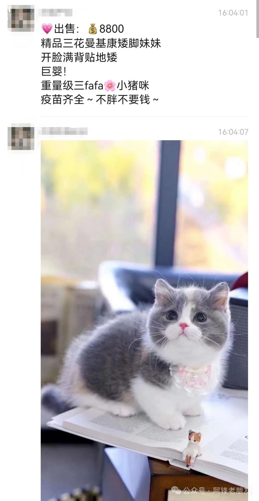 抖音宠物猫活体一件代发，投豆荚打粉引流微信转化，客单价8000纯利5000+的落地流程 - 缩略图